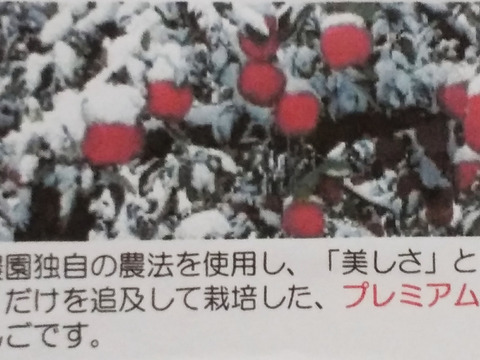 青森県産 「限定１０セット」希少雪完熟大玉金星９個～11個