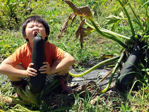 10/20まで！【有機ＪＡＳ】規格外ズッキーニ２ｋｇ農薬・化学肥料不使用 信州産