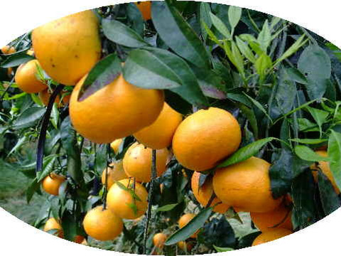 濃厚果汁！南津海（なつみ）優品3Kg