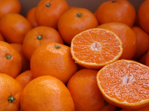 【冬ギフト】農家直送！有田みかん10kg≪2Lサイズ（大玉） 秀品≫【平武農園】～蛍飛ぶ町から旬の便り～　和歌山｜有田｜田口｜ギフト｜こだわり　産地直送　お取り寄せ