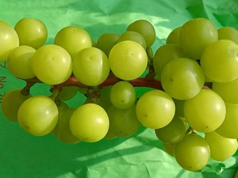 【食べる喜び・贈る喜びを感じる】★訳あり・家庭用★シャインマスカット1㎏　2～3房