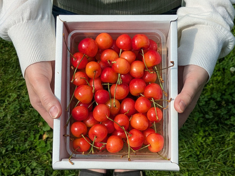 【紅秀峰　ご自宅向け　500g（バラ詰め）】