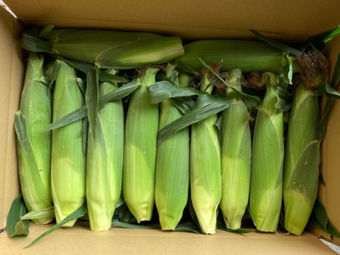 みんなでシェア(^^)生でもOK!!白いとうもろこし《ピュアホワイト》