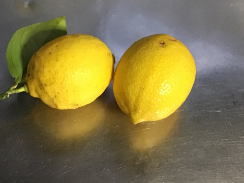 【収穫したて発送】ねこ農園のレモンお得な2kg【ノーワックス】