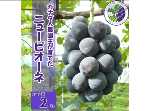 【カナダ人農園主の真心を込めた】ニューピオーネ約２ｋｇ（ご家庭用）