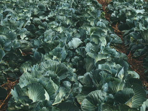 【数量限定☆希少の柑橘セット🎁】甘さいっぱい！お得いっぱい！野菜果物詰め合わせ箱☆🥗🍠🥦＋和歌山産せとか付き🍊🍋高級みかんの大トロ