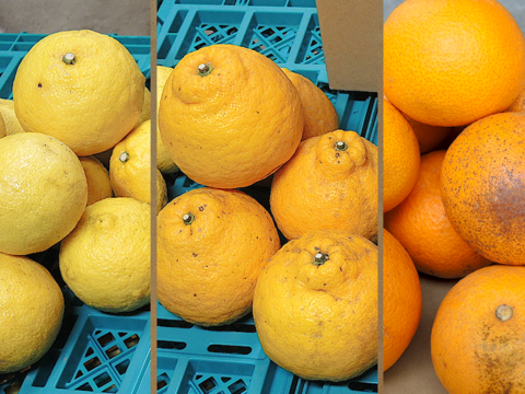 ☆和歌山産☆ お試し品!柑橘3種ミックス 5kg/八朔(訳あり)・はるか・三宝柑