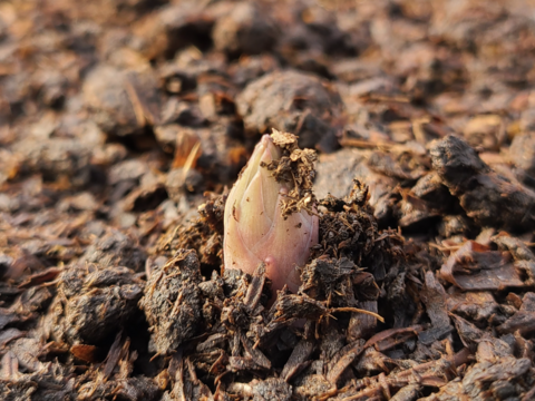 【森のアスパラ®︎】有名店シェフ愛用の味をご家庭に！食卓の主役✨厳選極太アスパラ（主菜サイズ L~2L・600g）