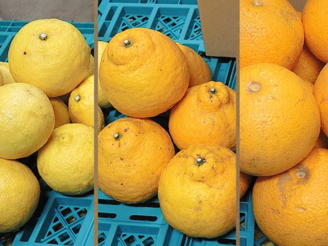 ☆和歌山産☆ お試し品!柑橘3種ミックス 5kg/八朔・はるか・三宝柑