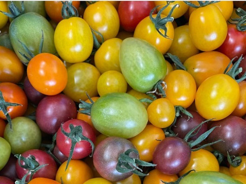 【ミニトマト】【品種：キャロル10】味の濃〜いミニトマト♪　甘さ・酸っぱさのバランスgood✨【たっぷり2kg】信州の環境にやさしい農産物認証取得