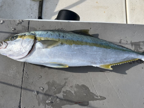 明日朝まで限定！捕れたて！ヒラマサ 約5kg 長崎県対馬市(内臓・鱗処理済)