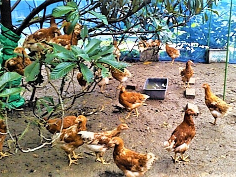 放し飼いのロイヤル健康たまご(特定飼育卵)