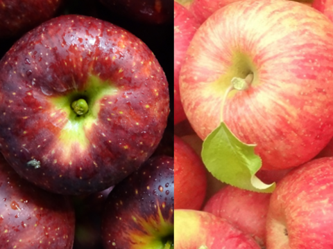 シナノスイート＆秋映ミックス ８～１２玉（約３㎏）
信州りんご３兄弟の２種ミックス　２つの味の食べ比べ！
キャップ詰め または、 モールド詰めでお届け