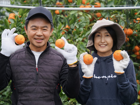 【佐賀県投稿キャンペーン対象商品】プチプチ食感　浜王(はまおう)みかん　唐津産（ハウス栽培）2.5㎏