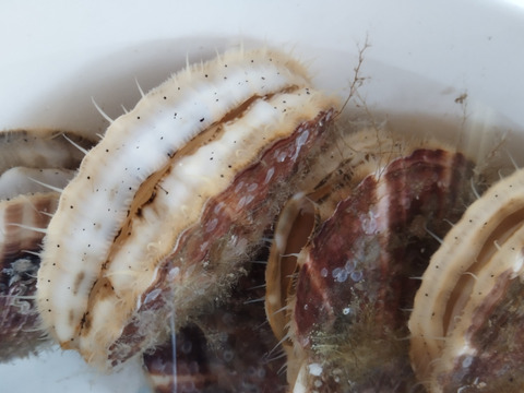 今年は皆でワイワイ！焼いて美味しい、刺身も美味い！11月から3年貝になるちょっと手前の2年貝(3kg)「ギフトにも」
(1kg＝7枚前後)