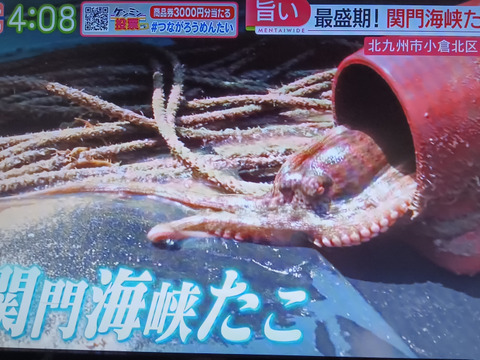訳あり【関門海峡たこ】頭のみ500g＆頭多め一口大カット500g
刺身、アヒージョ、唐揚げ、たこ飯、たこ焼きに♪