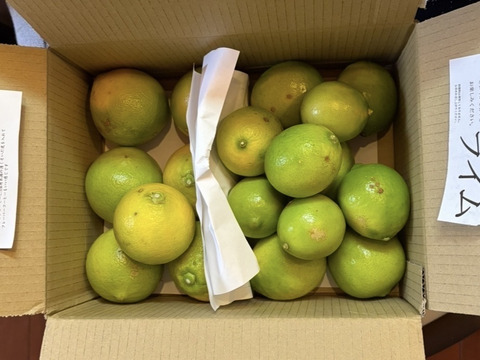 どちらも２級品　ライム　ベルガモット合わせて１.8ｋｇ セット【柑橘食べ比べ】