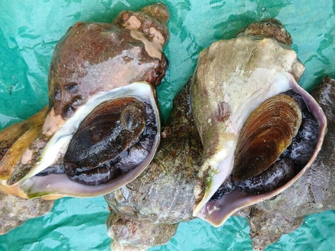 活青ツブ　約3kg（15～24個）