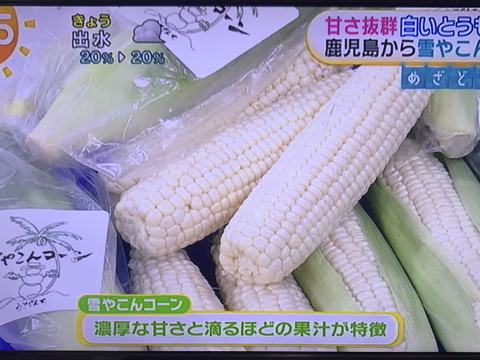 糖度20度超え!白いとうもろこし雪やこんコーン【6本】