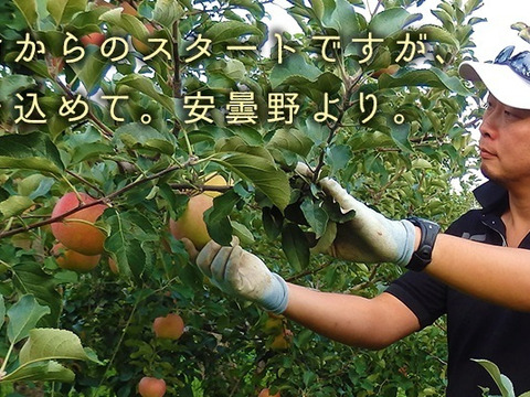 【収穫翌日発送】「紅玉」極小玉　約1.8キロ【葉とらず】JA基準より60％減の低農薬栽培