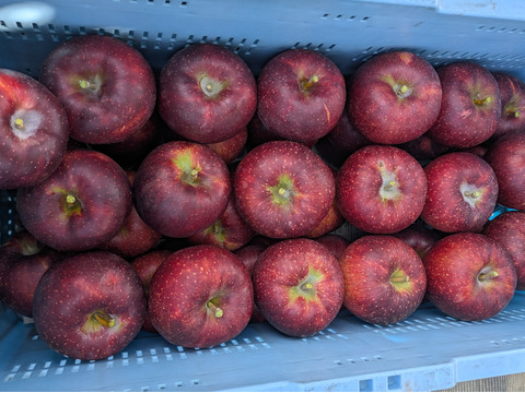 甘さと酸味のバランス良好「秋映」（自家用）10㎏