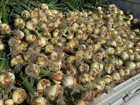 【予約】生産農家直送 淡路島産ブランド新玉ねぎ 『にじたま』超極早生品種 9kgダンボール入り（ご家庭用・30個前後） 使いやすいM・L・2L混在！≪水分量No1!!≫◎特別栽培　2月末頃から順次発送