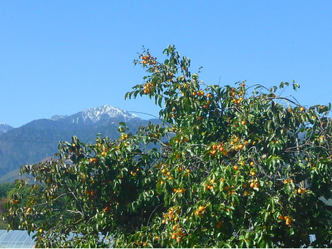 冬をワクワク！干し柿用の柿4ｋ！～農薬/化学肥料・不使用