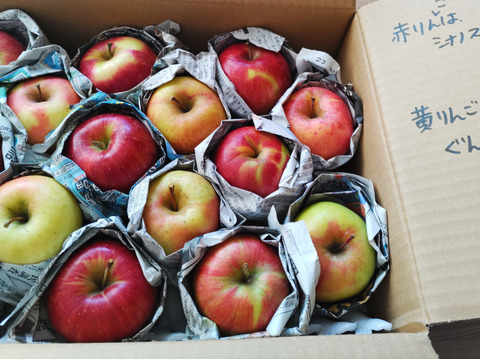 季節のりんご ミニ小玉ちゃん 約16玉（約2.5㎏）
シナノゴールド、サンふじなどをミックス　
２種類～の味を食べ比べ
ミニサイズのかわいいりんごをバラづめでお届け
丸かじりでどうぞ　信州長野県産