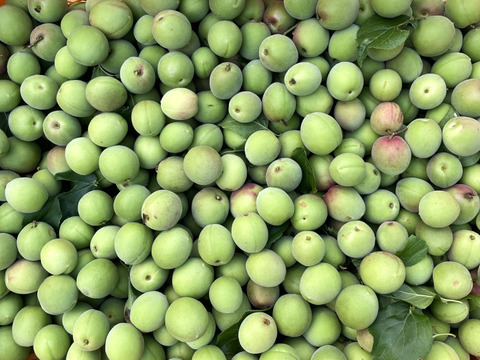 【カリカリ梅に最適】宮城県産 手摘み青梅 小粒 1kg 白加賀中心  自然栽培 栽培期間中農薬不使用  梅酢漬け 塩漬け サイズ不揃い