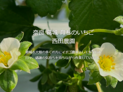 奈良ブランド苺古都華！贅沢まるごと冷凍『冷凍古都華』1キロ入り