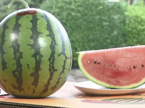 訳あり！夏スイカ！「極上スイカ」7kg×2個