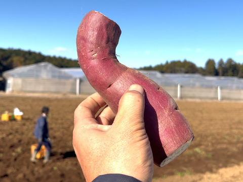 サツマイモ 紅はるか 5Kg箱 訳あり　有機肥料のみ 大中小サイズ混合家庭用 (中身4.91ｋｇ前後）有機質の畑で育ったサツマイモ