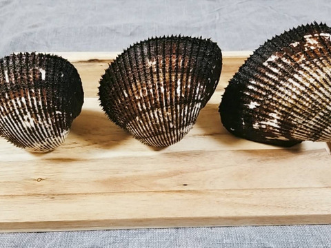 天然活赤貝！周防大島産！中小サイズセット