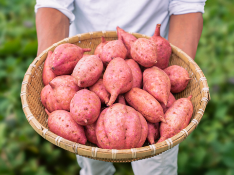 taneco 熟成 種子島安納いも（生いも） 【Ｓサイズ・２kg】