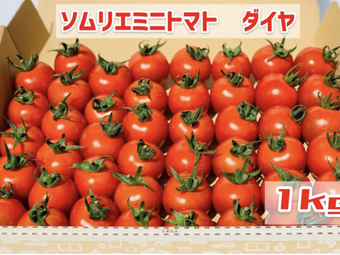 塩トマトのようなフルーツトマト ソムリエミニトマト ダイヤ1kg 熊本県産 食べチョク 農家 漁師の産直ネット通販 旬の食材を生産者直送 塩トマトのようなフルーツトマト ソムリエミニトマト ダイヤ1kg 熊本県産 食べチョク 農家 漁師の産直ネット通販 旬の食材を生産者直送