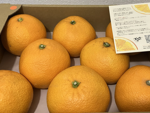 八朔のプリンセス🟠✨プリップリな紅八朔(はっさく) 3.5kg前後 8〜11玉入 Lサイズ以上