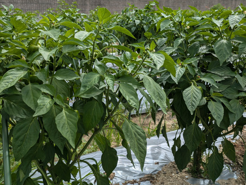 とっても甘い普通のピーマン1kgセット