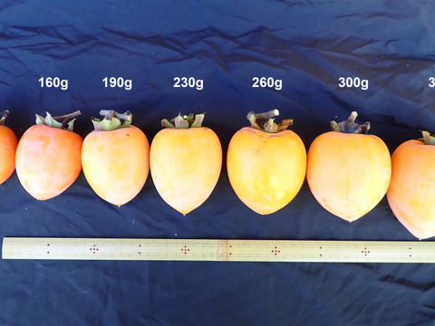 干し柿用 渋柿 あたご柿 愛宕柿 10Kg  (1個230g前後）