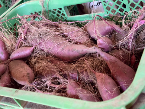 【新芋】スッキリした甘さと滑らかな舌触り「シルクスイート」 5キロ箱