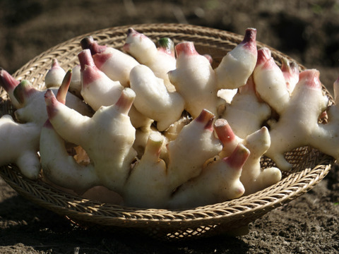 秋の味覚　京都府産　露地新生姜3kg　土付き