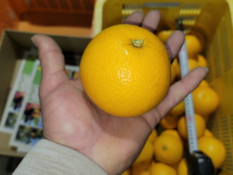 【福袋】和歌山県産【特別栽培】【極ウマ】　八朔(10kg)Mサイズ【前田農園オリジナルムッキーちゃん先着500名様プレゼント】