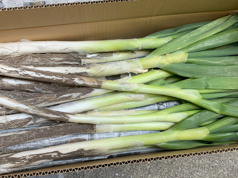 【破格のお値段！業務用向け】猛暑を乗り越えた甘みのある新鮮長ネギ（お徳用５kg・約３０〜４０本）
