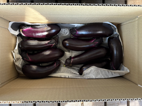 完全数量限定 丸茄子と長茄子(80サイズ) ホントに今朝採ってます　茄子ばっかり!!