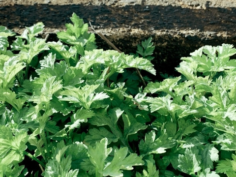 【妙高の自然たっぷり】春の山菜セット 60サイズにいっぱい （500グラム程度）