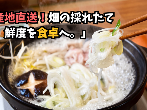 深谷蜜ねぎ（10kg）｜農家直送・新戒産・冬限定の贅沢ねぎ：埼玉県産の