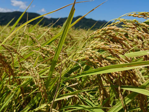 米粉パン６個　自然栽培ササニシキ使用（冷凍便）