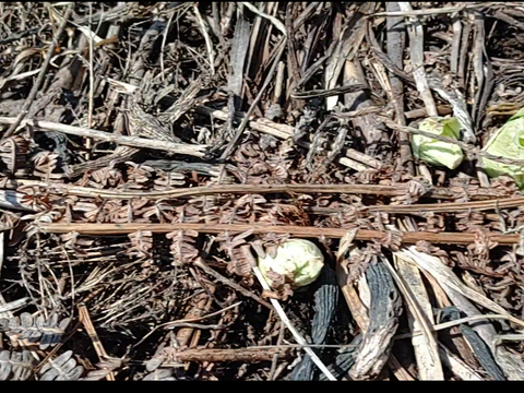 サーモン皮チップス２０g×４点セット（塩コショウ味 塩レモン味 バター醤油味 ガーリック味 ）
と春の香りふき味噌セット