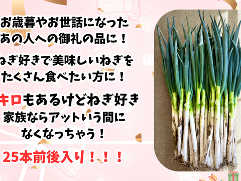 深谷蜜ねぎ（5kg）｜農家直送・新戒産・たっぷり楽しむしっかり量