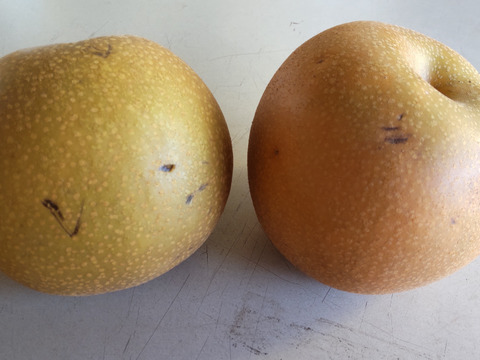 [家庭用!!お買い得!!]あきづき 3kg(9玉前後)