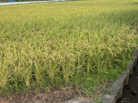 【新米 令和７年産】富山県産コシヒカリ（精米）【ご家庭用・約9.5kg】（段ボール込み10kg）